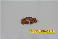 藏品(拉氏清溪蟹)的圖片